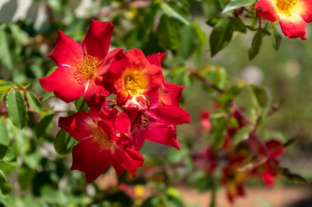 Bellissima varietà di Rose coltivate nel Jardin Rosedal de Palermo a Buenos Aires, Argentina.