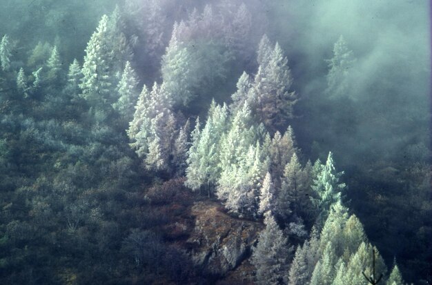 bellissima vista della foresta