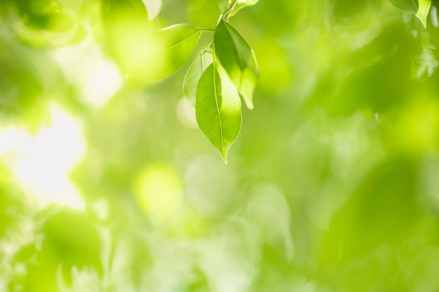 Bellissima vista della natura foglia verde su sfondo verde sfocato sotto la luce del sole