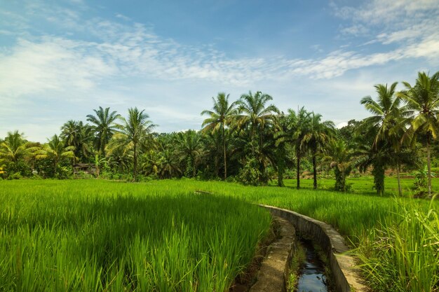 bellissima vista mattutina dall'Indonesia di montagne e foreste tropicali