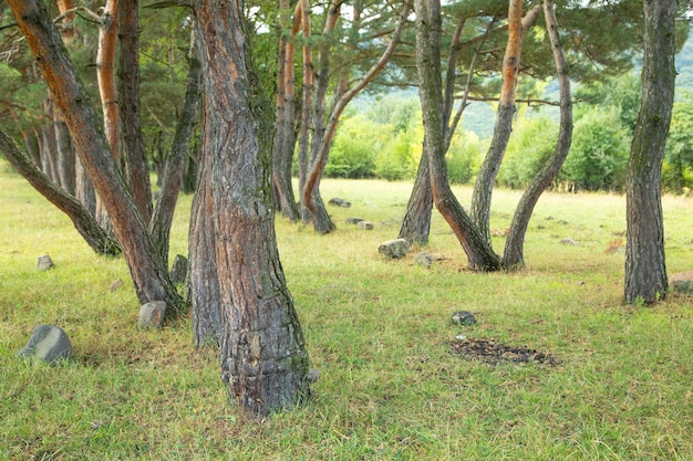 Bellissima vista sugli alberi nella foresta verde