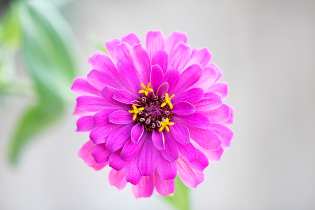 bellissima Zinnia in campo