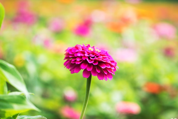 bellissima Zinnia in campo