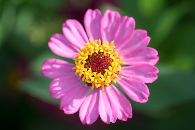 bellissima Zinnia in campo