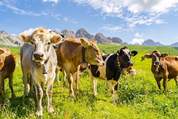 Bellissime Alpi con animali sul campo di pascolo