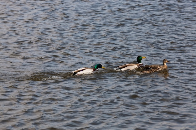 Bellissime anatre di uccelli acquatici in primavera o in estate, anatre selvatiche di uccelli acquatici allo stato brado, piccole anatre selvatiche basse