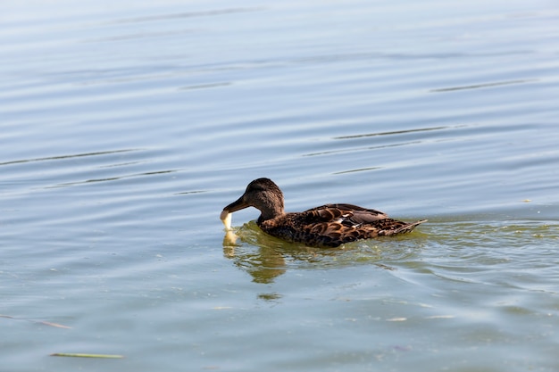 Bellissime anatre uccelli acquatici in primavera o in estate