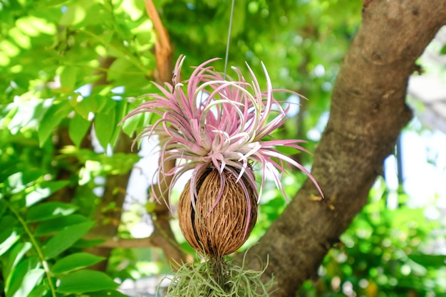 Bellissime Bromelie rosa nel parco naturale