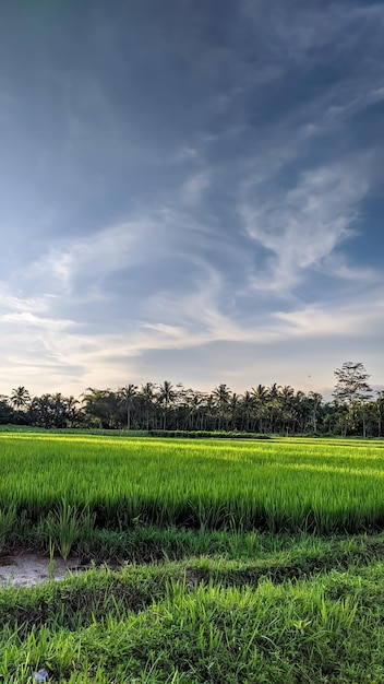 BELLISSIME CARTE DA PARATI VERDE DEI CAMPI DI RICA IN INDONESIA