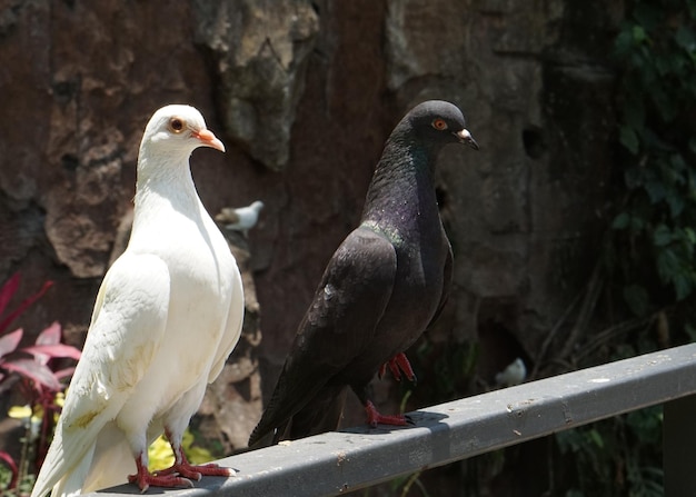 bellissime colombe bianche e nere in piedi su una recinzione in un grande giardino botanico all'interno della cupola aviaria