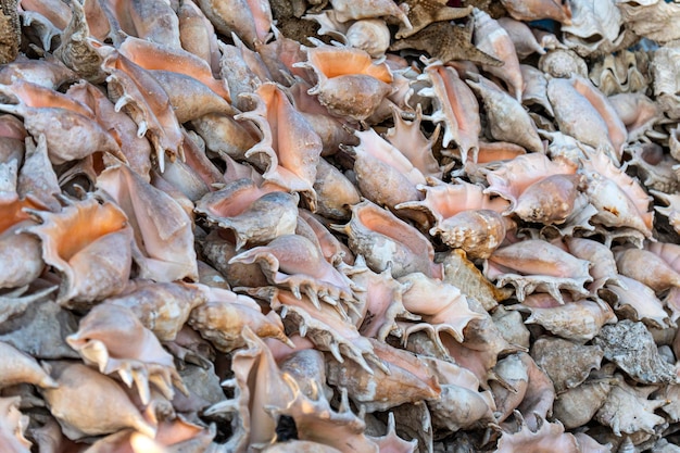 Bellissime conchiglie Sfondo di souvenir di conchiglie in vendita