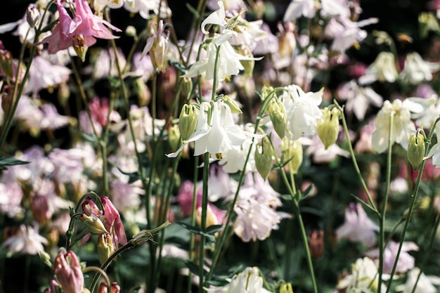 Bellissime delicate campane, fiori estivi in una giornata di sole.