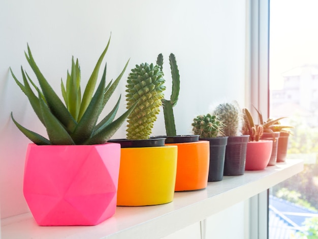 Bellissime fioriere geometriche in cemento con fiori di cactus e piante succulente Vasi colorati in cemento dipinto per la decorazione domestica