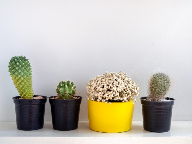 Bellissime fioriere rotonde in cemento con pianta di cactus Vasi colorati in cemento dipinto per la decorazione domestica