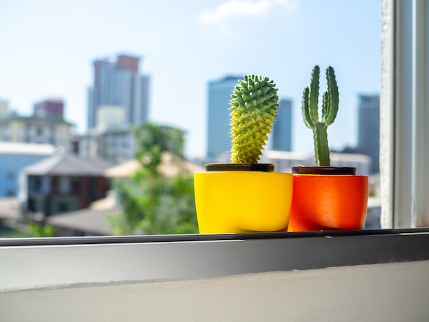 Bellissime fioriere rotonde in cemento con pianta di cactus Vasi colorati in cemento dipinto per la decorazione domestica