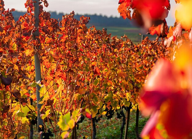 Bellissime foglie autunnali con sfocatura dello sfondo