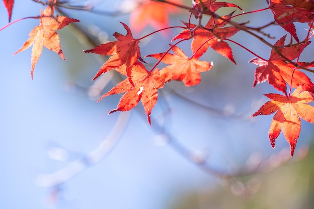 Bellissime foglie di acero rosse in una giornata di sole autunnale, cielo blu, primo piano, copia spazio, macro