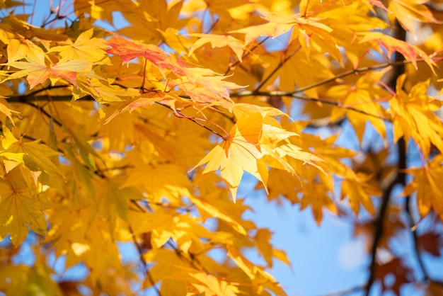 Bellissime foglie di acero sull'albero in un giorno di autunno soleggiato in Giappone
