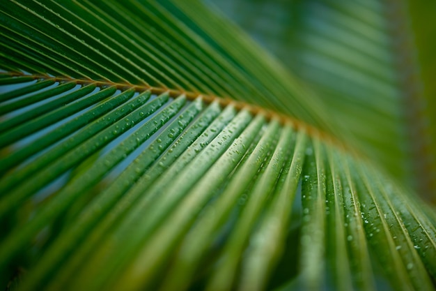 Bellissime gocce d'acqua in foglia di palma e dof poco profondo come sfondo artistico sfocato Pianta tropicale