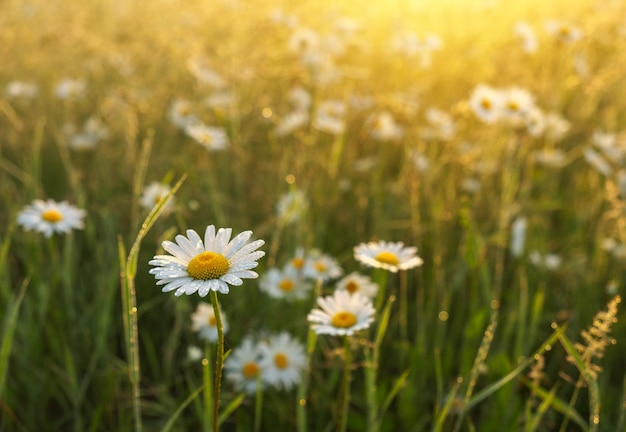 Bellissime infusioni in campo durante il tramonto