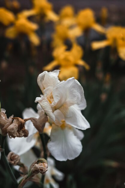 Bellissime iridi bianche e gialle fioriscono nel letto di fiori Fiori primaverili profumati in primo piano