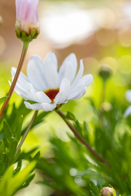 Bellissime macrofotografie di fiori nei vivai