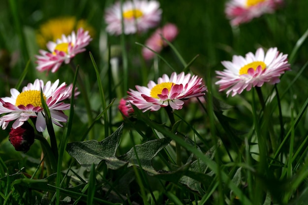 Bellissime margherite di fiori primaverili