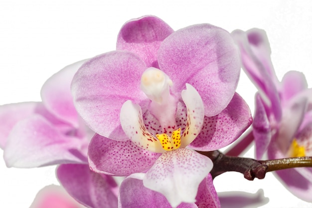 Bellissime orchidee di diversi colori. Ibridi di phalaenopsis.