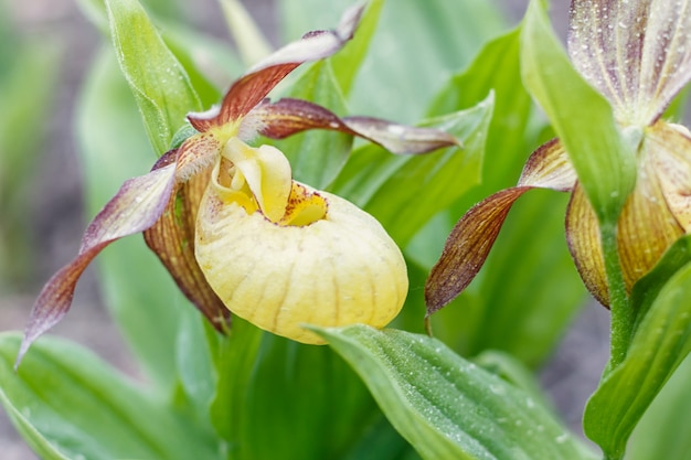 Bellissime orchidee di diversi colori