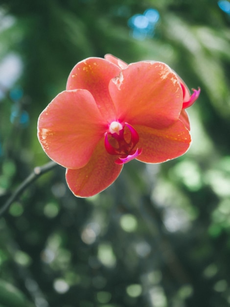 Bellissime orchidee in giardino