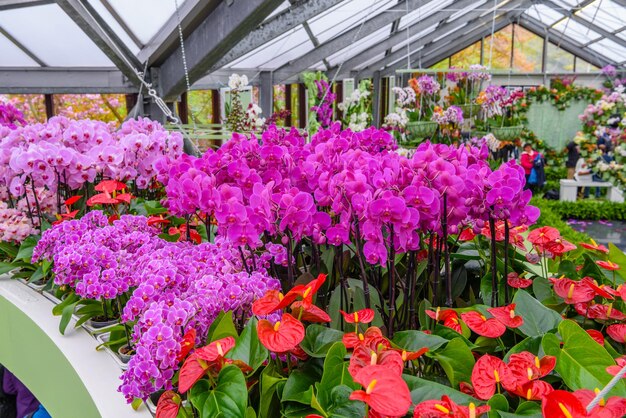 Bellissime orchidee nel parco Keukenhof Lisse Holland Paesi Bassi