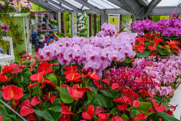 Bellissime orchidee nel parco Keukenhof Lisse Holland Paesi Bassi