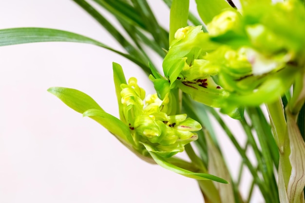 Bellissime orchidee sbocciano sullo sfondo dei fiori di primavera