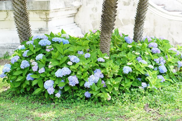 Bellissime ortensie nel giardinox9