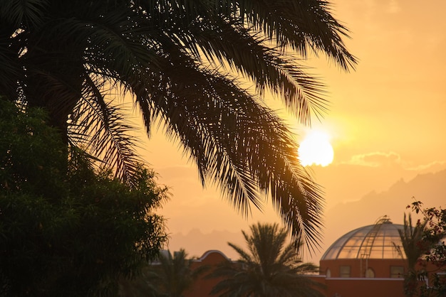 Bellissime palme da cocco verdi sulla spiaggia tropicale contro il cielo serale Concetto di vacanza estiva