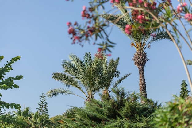 bellissime palme e fiori. riposare al mare nei paesi caldi hot