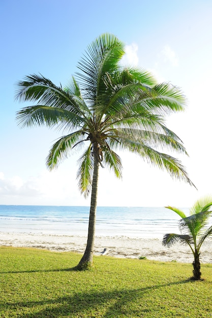 Bellissime palme in spiaggia Oceano Indiano