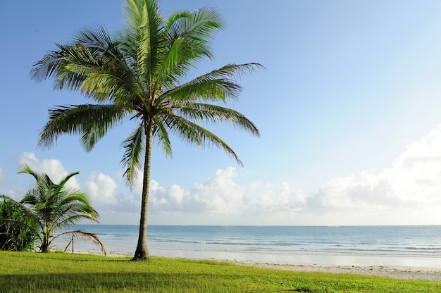 Bellissime palme in spiaggia Oceano Indiano