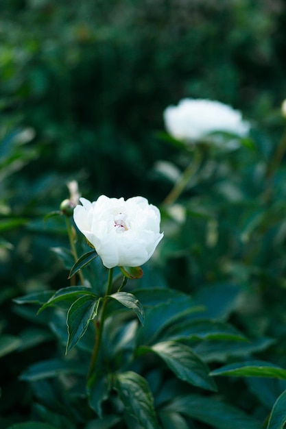 Bellissime peonie bianche nel giardino Moody Giardino estivo con fiori che sbocciano Cespuglio di peonia bianca Sfondo floreale