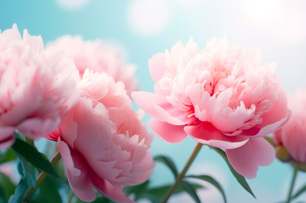 Bellissime peonie rosa a fiori grandi su uno sfondo turchese azzurro IA generativa