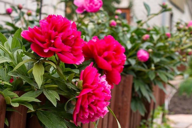 Bellissime peonie rosa che fioriscono nell'aiuola