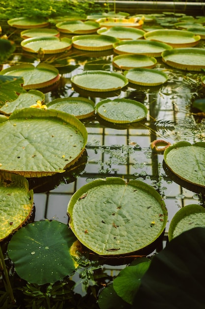 Bellissime piante acquatiche giganti Vista dall'alto della pianta acquatica Victoria cruziana conosciuta anche come Irupe grandi foglie galleggianti rotonde che crescono nello stagno in giardino