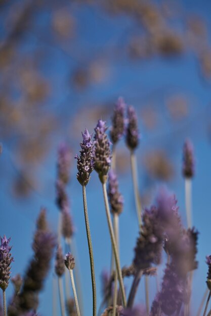 Bellissime piante di lavanda che si rilassano al sole