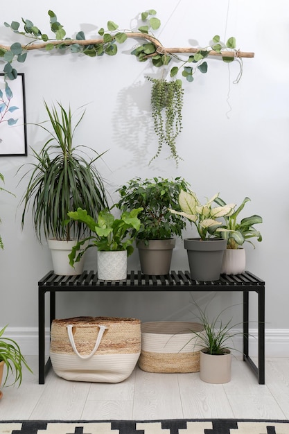 Bellissime piante in vaso vicino al muro grigio all'interno Interior design