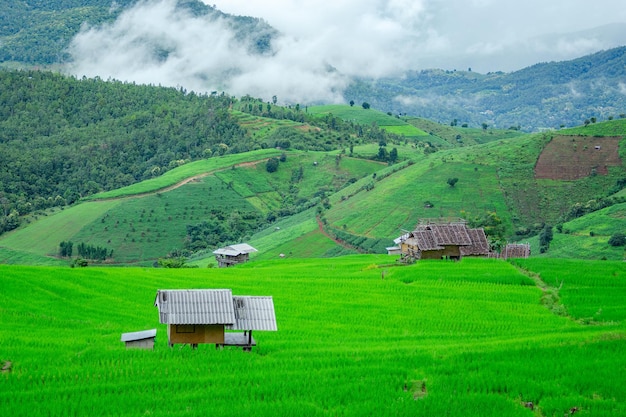 Bellissime risaie a terrazza sullo sfondo di Mae chaem Chaing Mai Thailandia