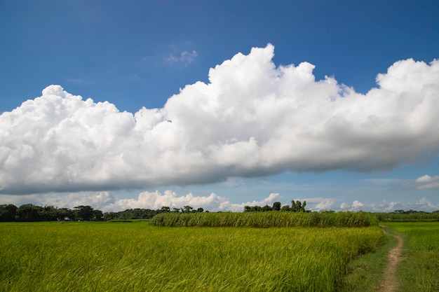 Bellissime risaie verdi con cieli nuvolosi contrastanti