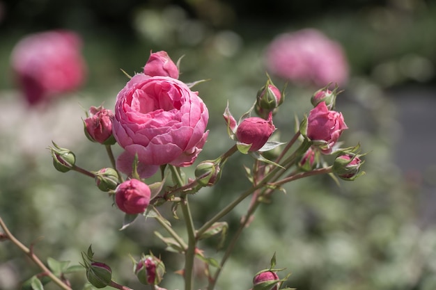 Bellissime rose colorate in fiore nel giardino