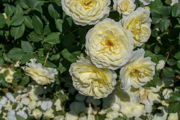 Bellissime rose colorate in fiore sullo sfondo del giardino