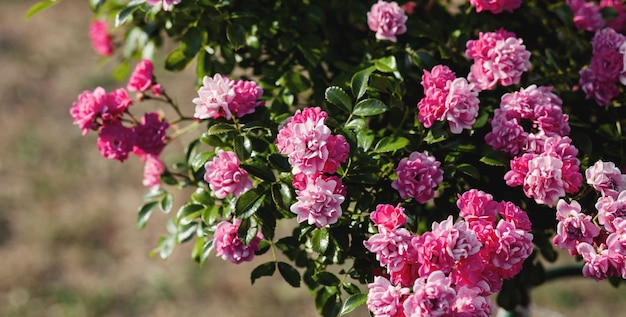 bellissime rose in giardino