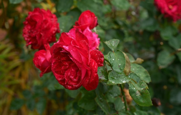 Bellissime rose rampicanti rosa nel giardino estivo con sfondo bianco Messa a fuoco morbida